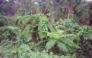 Jungle trees